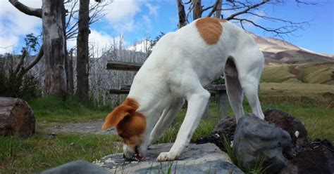 7 Reasons Why Dogs Arch Their Backs + What To Do About It